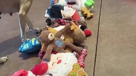 Shelter Dogs pick out their holidays gifts