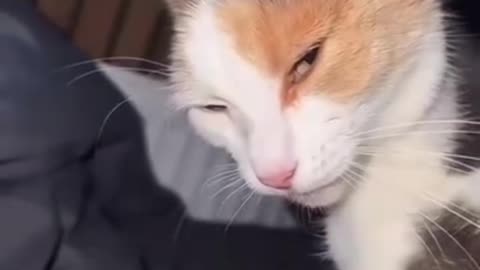 Funny cat video