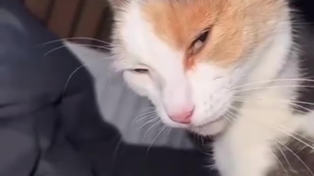 Funny cat video