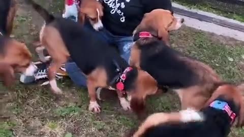 Thirty beagles rescued from an overseas testing lab, walk on grass for the first time
