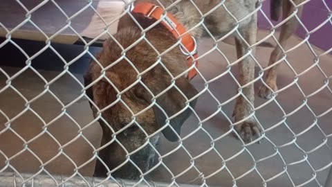 Ares 6y Pet Id 946774 kennel 21 HSSAZ shelter VID_20250503_133754008