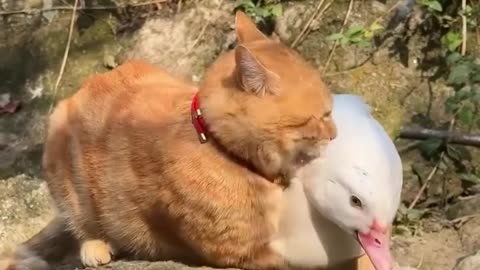 Cats vs animals