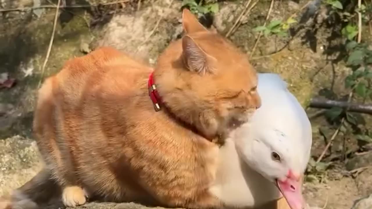 Cats vs animals