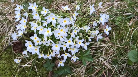 Mayflowers
