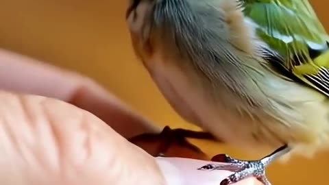Watch This Bird Be 100% Chaotic and Adorable 🐦💚 #shorts #cuteanimals #animals #adorablechicks #viral
