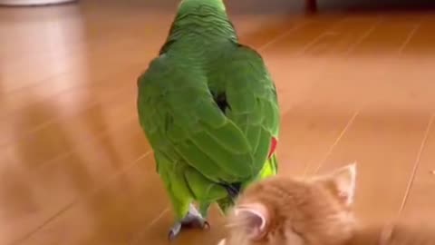 The kitten is hanging on to the parrot's tail🤣🤣🤣🤣
