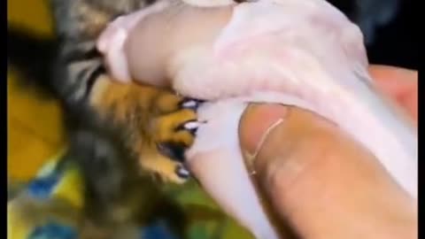 Funny Animal