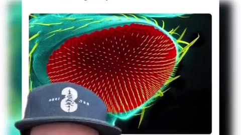 Scientists found that fruit flies exposed to LED lights had their lifespan reduced by 50%”