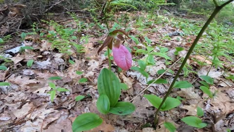 Lady Slipper