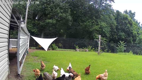 An Order Of Cracked Corn With A Sprinkle of Rain, Please!