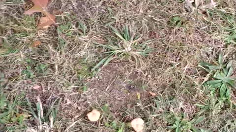 First mushrooms of autumn 2025