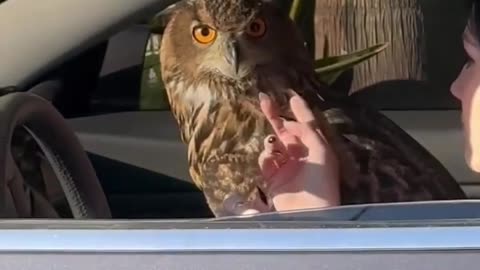 Owl Rides In Passenger Seat