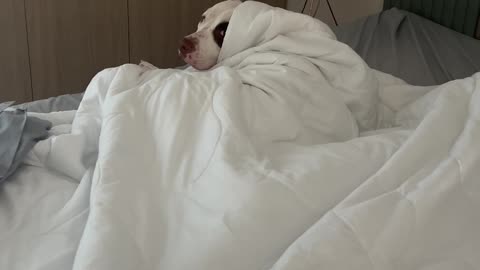 Dog Looks Like a Person Under the Comforter