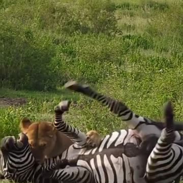 "Run or be hunted? The zebra trapped in the deadly jaws of the lion!"