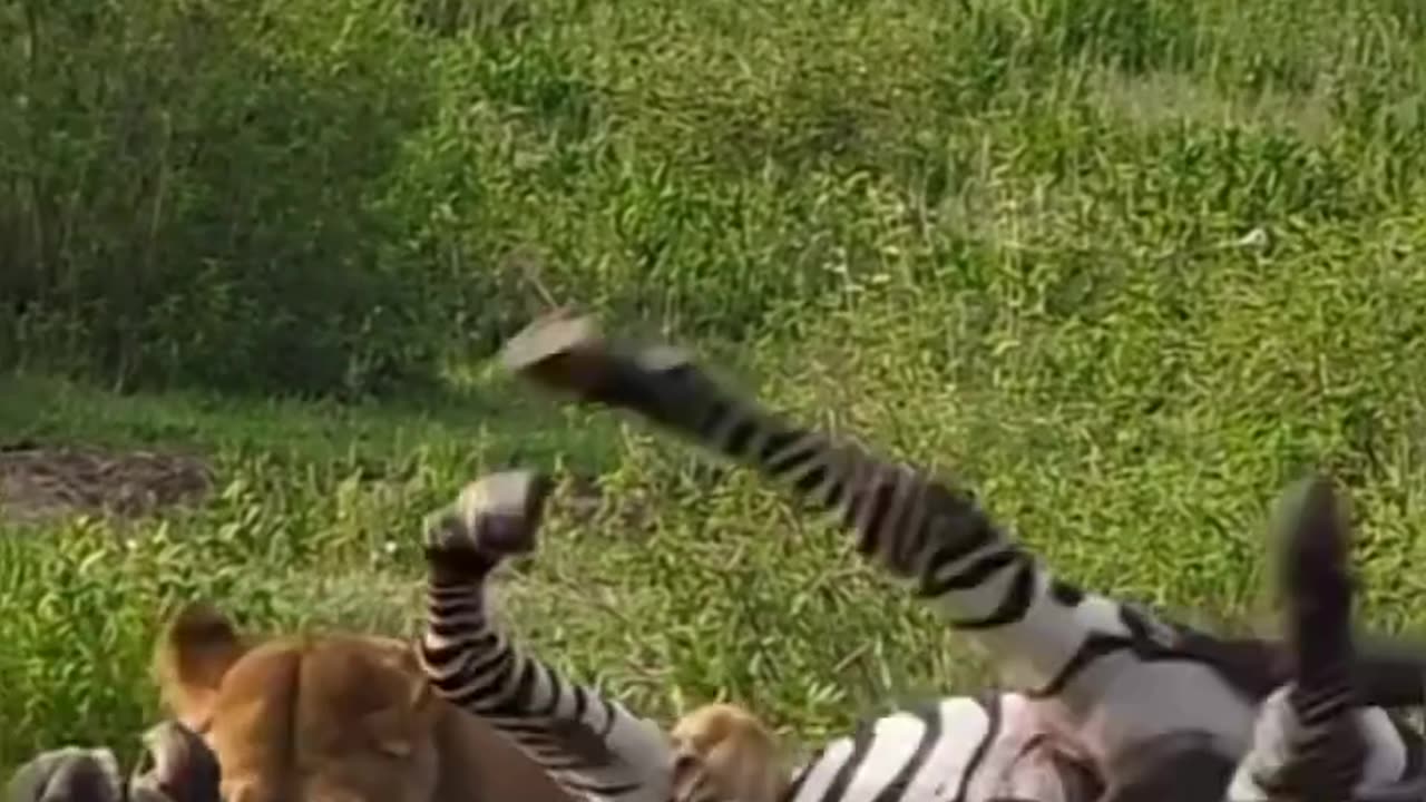 "Run or be hunted? The zebra trapped in the deadly jaws of the lion!"