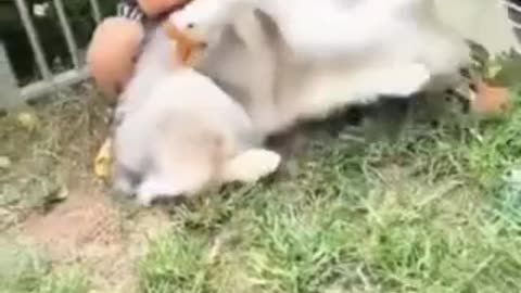 Funny 😂 video of dog 🐕 and 🦆 duck 🦆