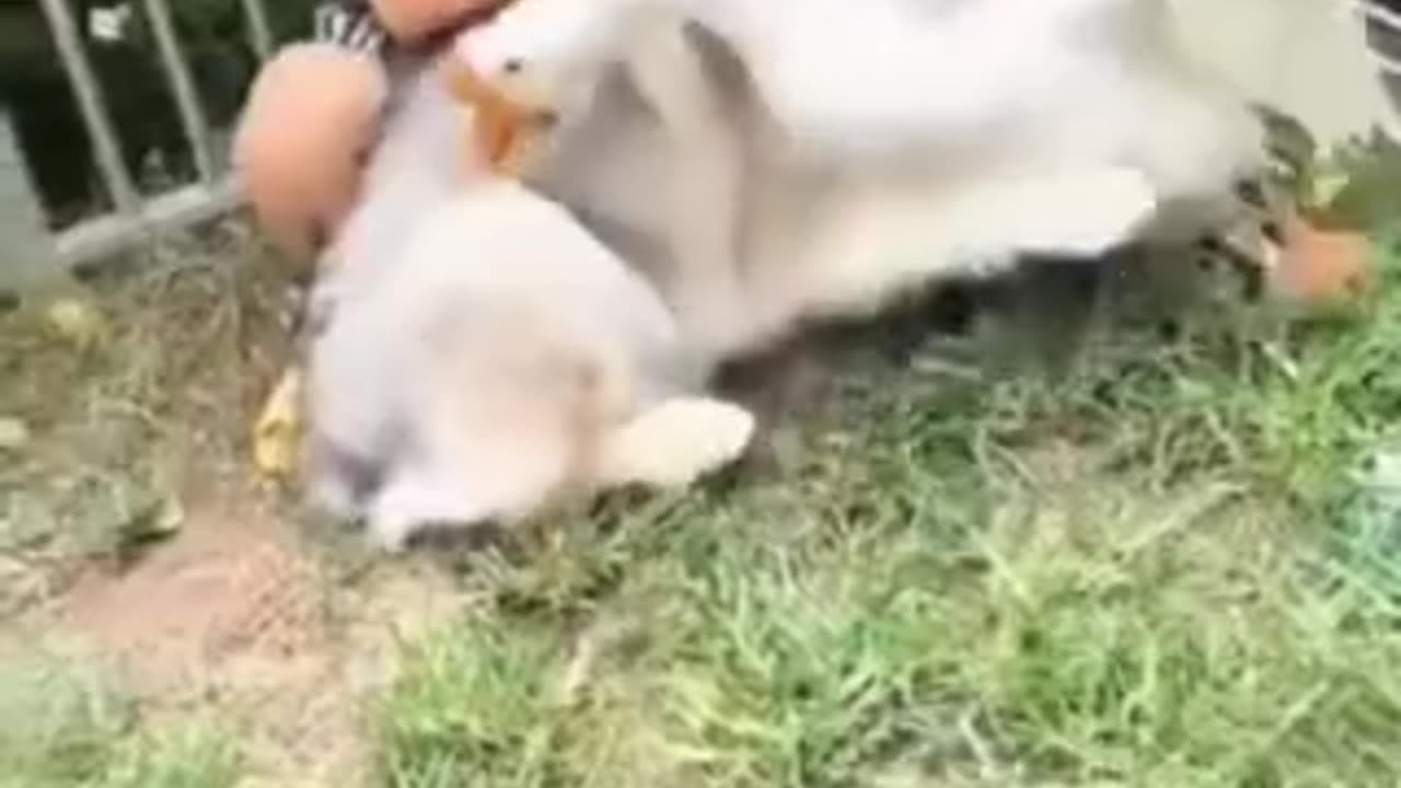 Funny 😂 video of dog 🐕 and 🦆 duck 🦆