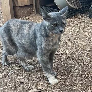 Queen Cali and her Kingdom