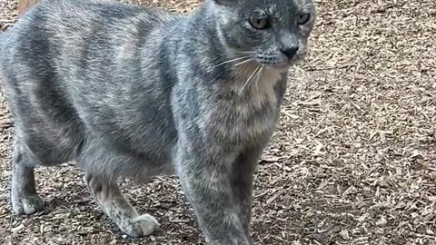 Queen Cali and her Kingdom