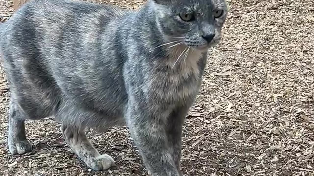 Queen Cali and her Kingdom