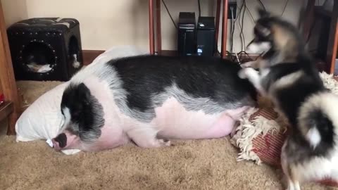 dog trying to wake up the pig