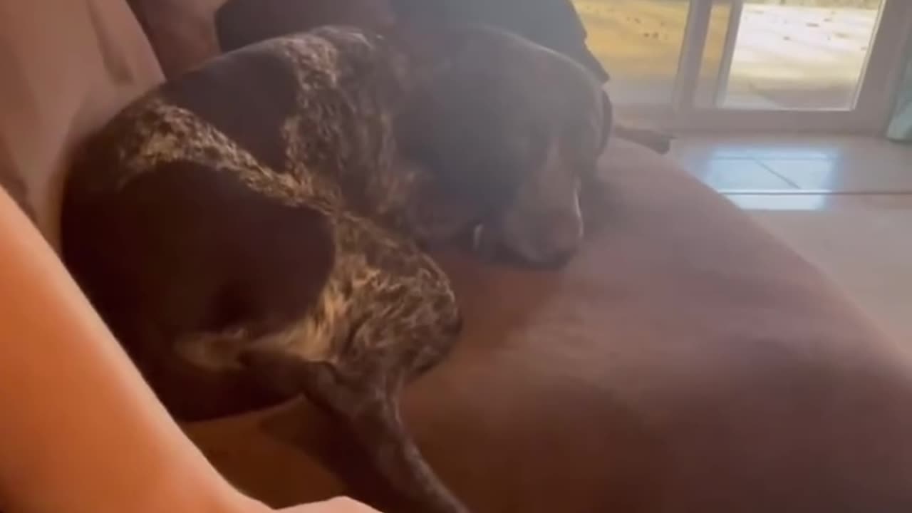 Dog Hits Owner After Being Tickled Too many Times😂