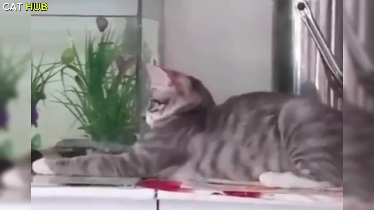 Cats go mayhem(1080P_HD)