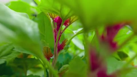 This Rare Crop Replaces Spinach & Grows MASSIVE