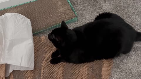 Cute Precious Piper Checks the Supply of Wrapping Material - My Adopted Shelter Cat Vlog