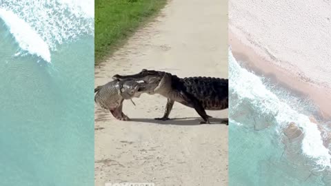 Florida Alligator’s Bold Road Crossing with Fish Dinner Goes Viral : Nu NEWS Daily
