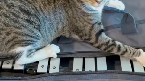 Cat Claims Xylophone