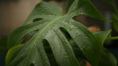 Monstera Plant Temperature Tolerance