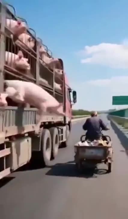 EASY RIDER PIG