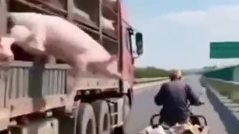 EASY RIDER PIG