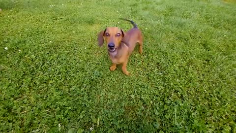 Dogs BARKING LOUD Compilation 🐶🔊 (See How Your DOG REACTS)
