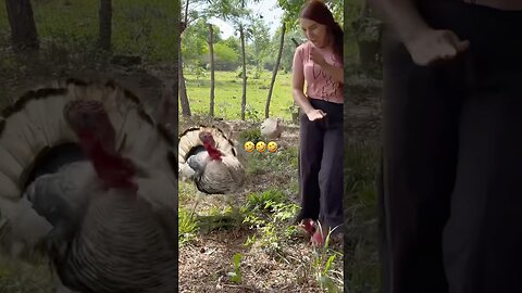 Animals Funny Compilation #funnyanimals #animals #pets #shorts