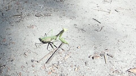 Walk About 09-09-25