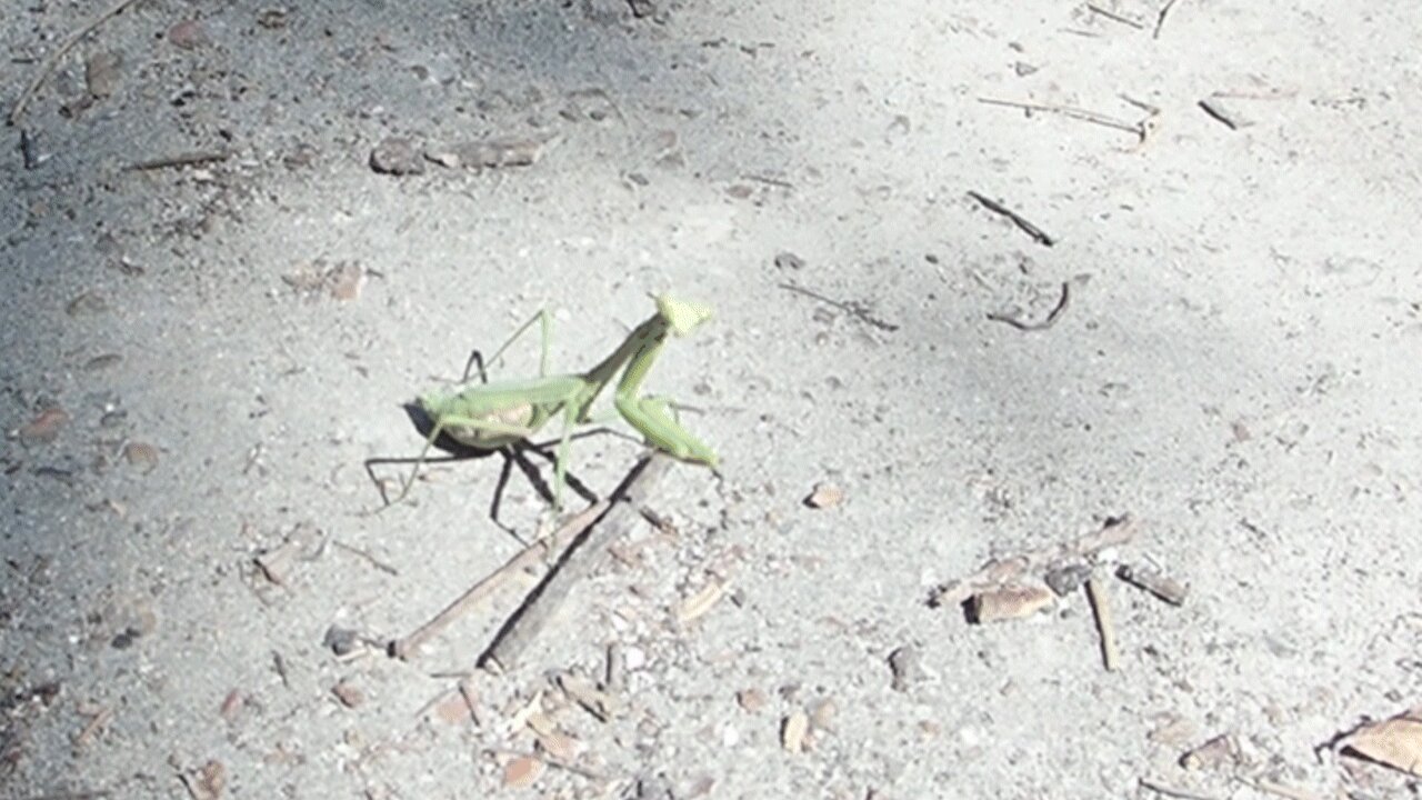 Walk About 09-09-25
