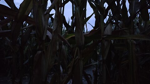 inTERPretations: Sativa is Indica Halloween rip weed