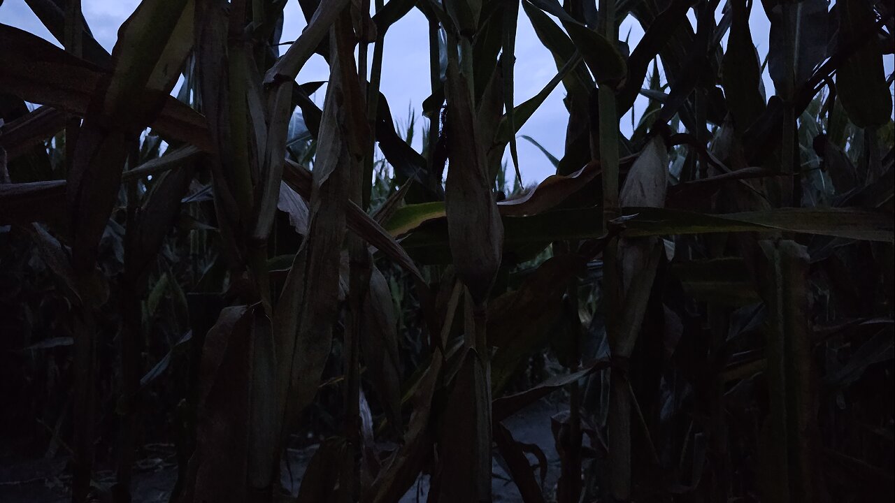 inTERPretations: Sativa is Indica Halloween rip weed