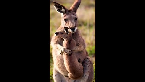 Funny videos you ever seen💖👍