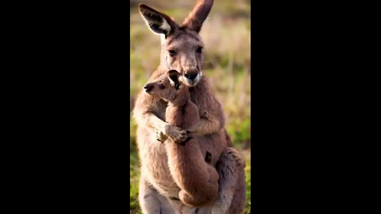Funny videos you ever seen๐๐