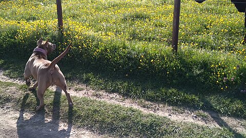 Xena and a cow don't understand why they can never be friends