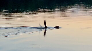 Beaver Slapping Its Tail on Water