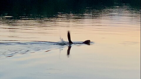Beaver Slapping Its Tail on Water