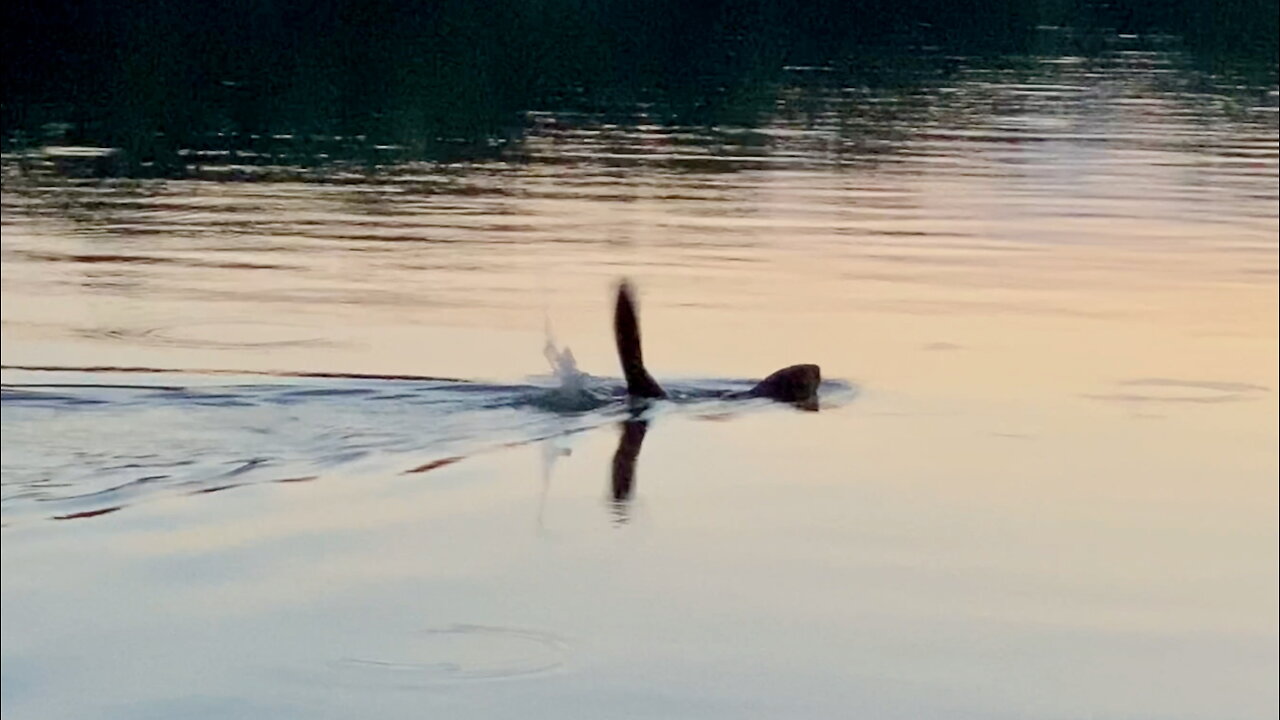Beaver Slapping Its Tail on Water