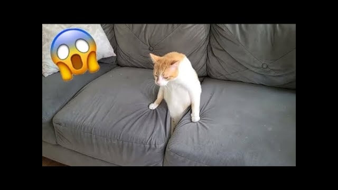 Epic Animal Fails: Roll on the Floor Laughing with Our Hilarious Pet Bloopers!