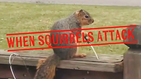 Creepy and Disturbing Videos When Squirrels Attack & More 🐿️