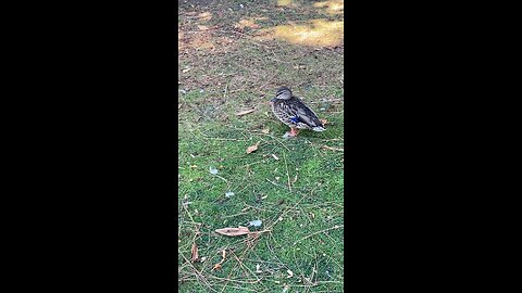 Mallard Ducks 🦆 #mallardducks #shorts #followme