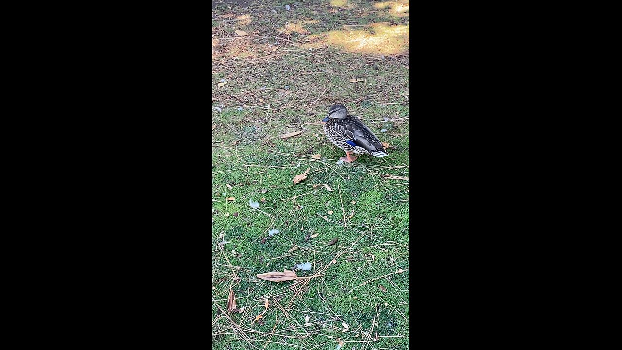 Mallard Ducks 🦆 #mallardducks #shorts #followme